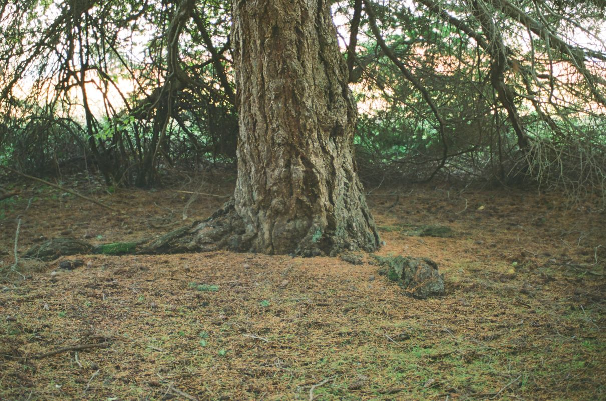 tree stump